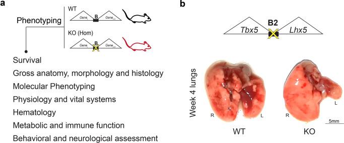 https://cdn.ncbi.nlm.nih.gov/pmc/blobs/eaa1/10119121/10ff198a7c7a/42003_2023_4819_Fig4_HTML.jpg