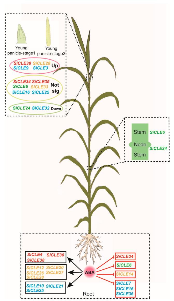 https://cdn.ncbi.nlm.nih.gov/pmc/blobs/eaa1/10671770/be87ecbbd8d5/genes-14-02046-g009.jpg