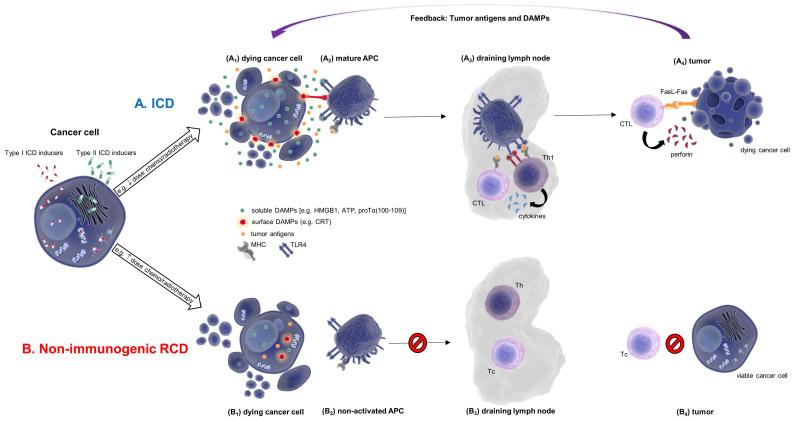 https://cdn.ncbi.nlm.nih.gov/pmc/blobs/eaa6/9102069/5cd3a3af2d03/cells-11-01415-g001.jpg
