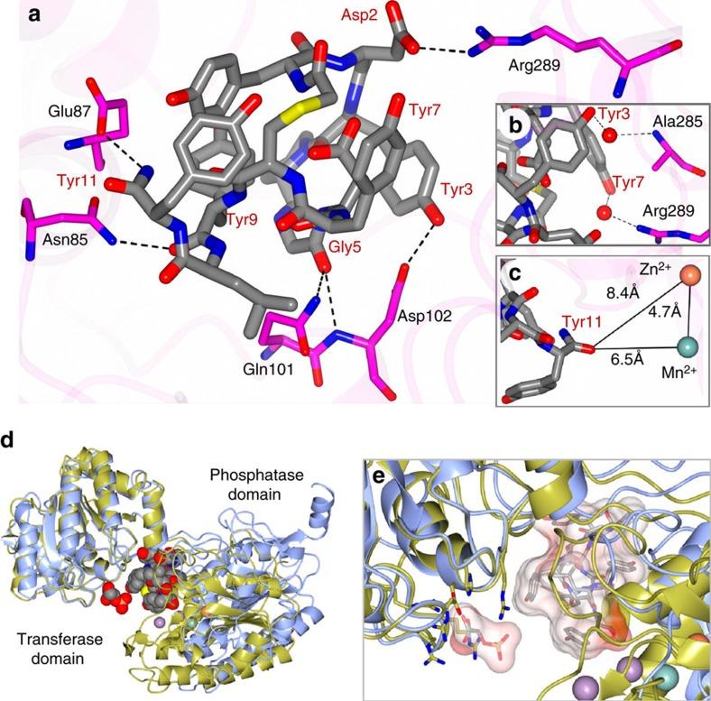 https://cdn.ncbi.nlm.nih.gov/pmc/blobs/eaa7/5382265/d7cbe7ed1bae/ncomms14932-f4.jpg