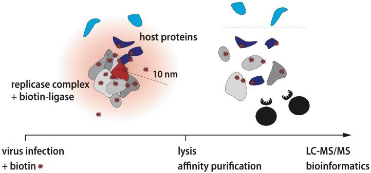 https://cdn.ncbi.nlm.nih.gov/pmc/blobs/eaa8/6563321/ce09d9a79127/viruses-11-00420-g001.jpg