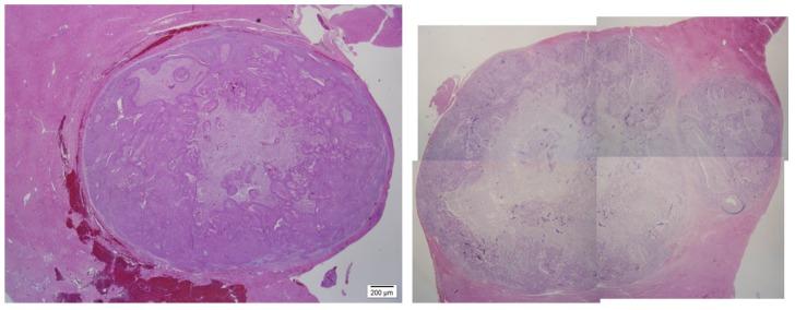 https://cdn.ncbi.nlm.nih.gov/pmc/blobs/eaab/6428987/95e113e7e04c/ijmsv16p0409g004.jpg