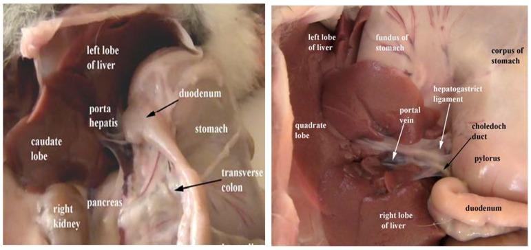 https://cdn.ncbi.nlm.nih.gov/pmc/blobs/eaab/6428987/fcf92eb667c4/ijmsv16p0409g002.jpg