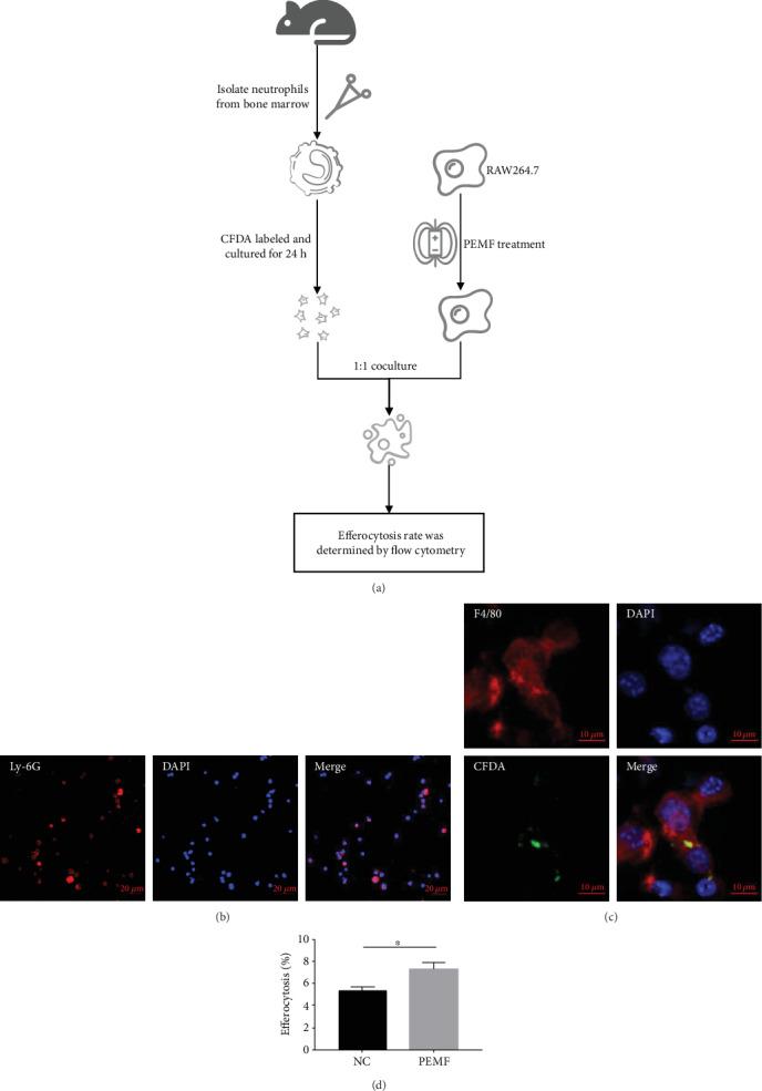 https://cdn.ncbi.nlm.nih.gov/pmc/blobs/eaab/7273431/32097ecc9997/BMRI2020-4307385.004.jpg