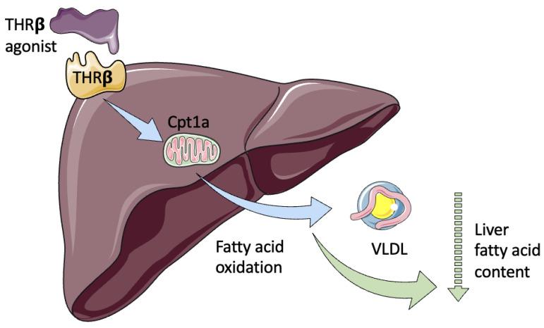 https://cdn.ncbi.nlm.nih.gov/pmc/blobs/eaae/10572395/7a875ea28a1c/ijms-24-14605-g002.jpg
