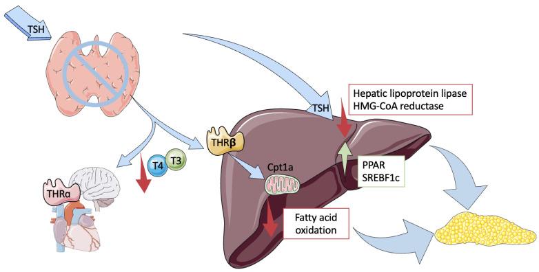 https://cdn.ncbi.nlm.nih.gov/pmc/blobs/eaae/10572395/ca7a5b788554/ijms-24-14605-g001.jpg