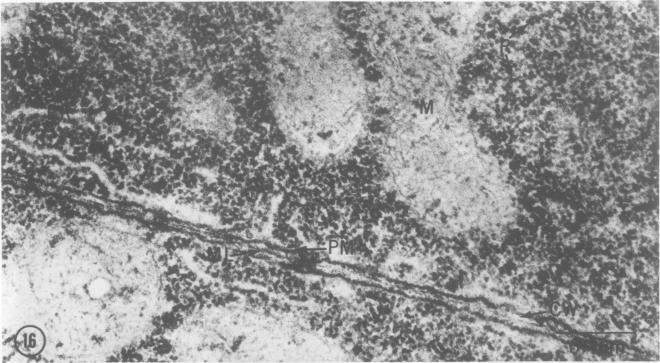 https://cdn.ncbi.nlm.nih.gov/pmc/blobs/eab2/542994/4a6304074259/plntphys00127-0218-a.jpg