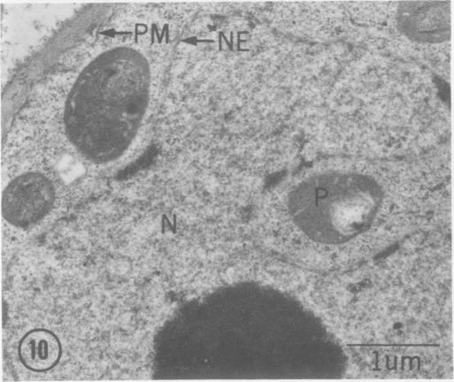 https://cdn.ncbi.nlm.nih.gov/pmc/blobs/eab2/542994/863da409ee7f/plntphys00127-0216-d.jpg