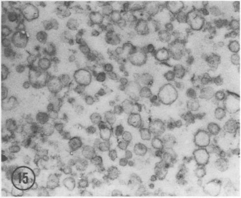 https://cdn.ncbi.nlm.nih.gov/pmc/blobs/eab2/542994/946939ab5876/plntphys00127-0217-d.jpg