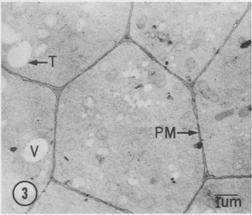 https://cdn.ncbi.nlm.nih.gov/pmc/blobs/eab2/542994/96fd6ffc403f/plntphys00127-0215-c.jpg