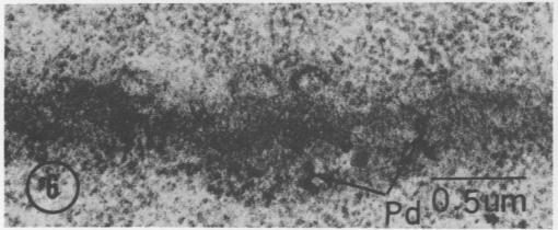 https://cdn.ncbi.nlm.nih.gov/pmc/blobs/eab2/542994/bd8d33f3ce23/plntphys00127-0215-g.jpg