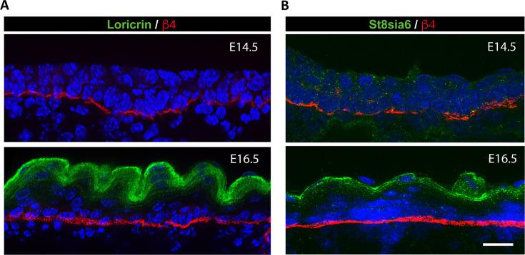 https://cdn.ncbi.nlm.nih.gov/pmc/blobs/eab4/12331242/e5263569828e/elife-100961-fig2-figsupp2.jpg