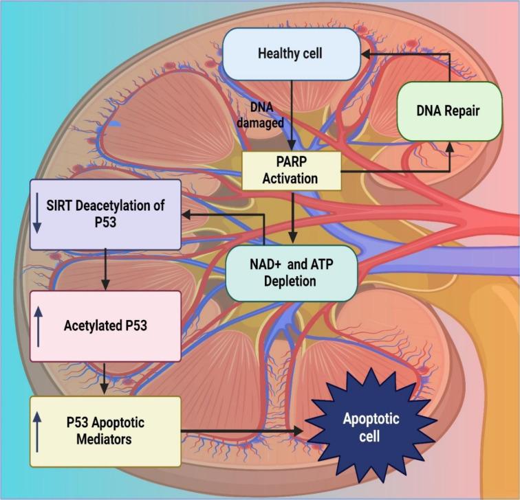https://cdn.ncbi.nlm.nih.gov/pmc/blobs/eab5/11464868/192ce3005c45/EXCLI-23-1030-g-003.jpg