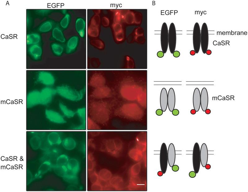 https://cdn.ncbi.nlm.nih.gov/pmc/blobs/eab6/9299317/c26d793cc4d6/pone.0266993.g002.jpg