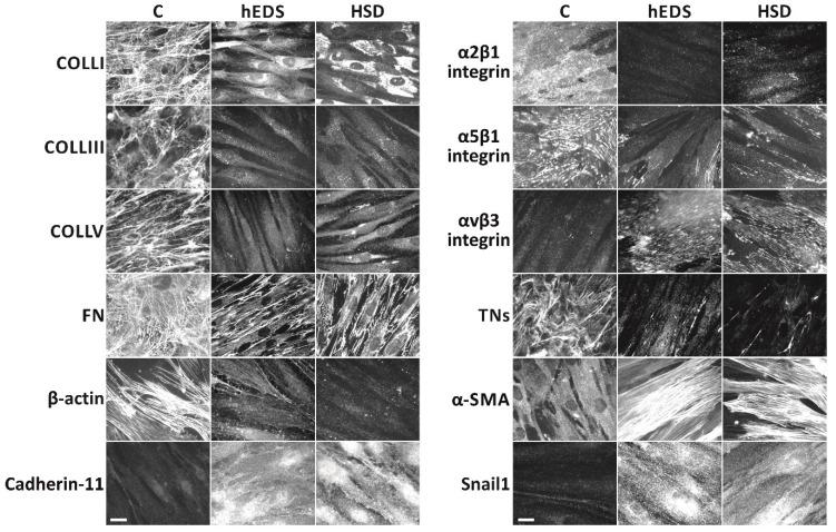 https://cdn.ncbi.nlm.nih.gov/pmc/blobs/eab7/9777098/acf0cdb8ff31/cells-11-04040-g001.jpg