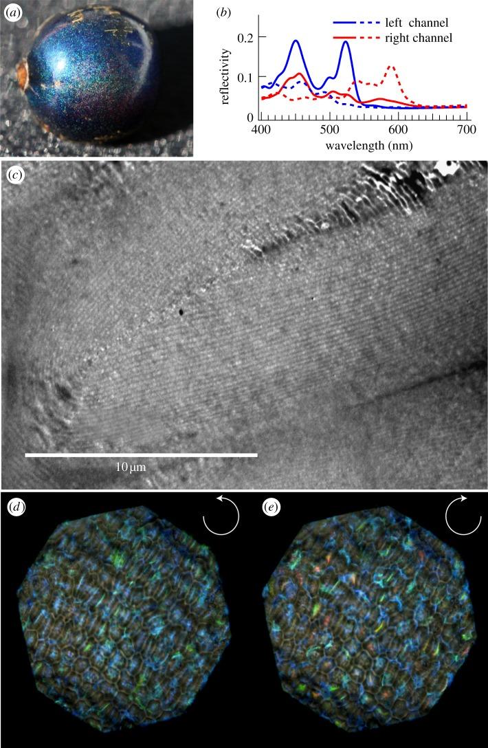 https://cdn.ncbi.nlm.nih.gov/pmc/blobs/eab8/3758000/5da0b264f023/rsif20130394-g7.jpg