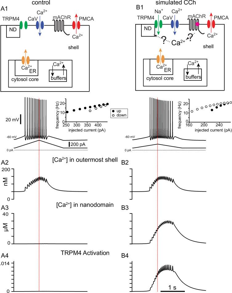 https://cdn.ncbi.nlm.nih.gov/pmc/blobs/eab9/10365838/9bf6e6aae0dd/elife-84387-fig7.jpg