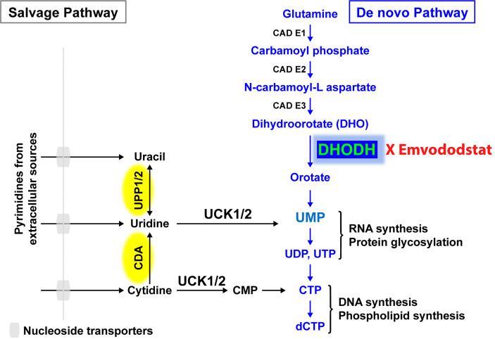 https://cdn.ncbi.nlm.nih.gov/pmc/blobs/eab9/8864546/93a29f8bbd02/fonc-12-832816-g001.jpg