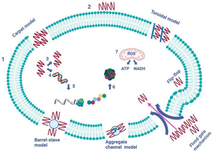 https://cdn.ncbi.nlm.nih.gov/pmc/blobs/eaba/11476732/776604b36582/ijms-25-10788-g007.jpg