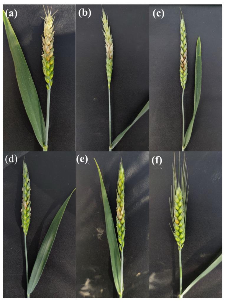 https://cdn.ncbi.nlm.nih.gov/pmc/blobs/eabd/10649800/6b69f74cdff0/plants-12-03720-g001.jpg