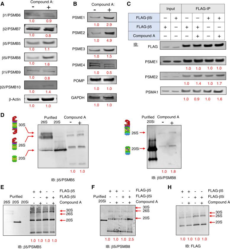https://cdn.ncbi.nlm.nih.gov/pmc/blobs/eac0/11612626/cc73a436392c/mct-23-0931_f6.jpg