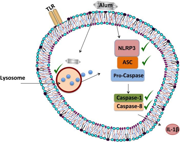 https://cdn.ncbi.nlm.nih.gov/pmc/blobs/eac2/5701618/48e151476152/fimmu-08-01494-g008.jpg