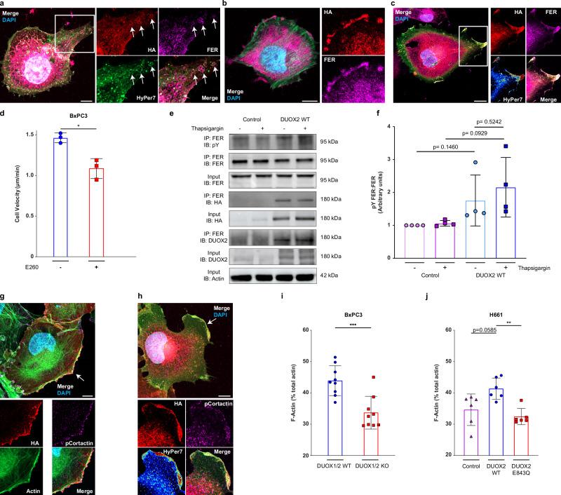 https://cdn.ncbi.nlm.nih.gov/pmc/blobs/eac6/12297405/8c4d9f2da26f/41467_2025_62272_Fig5_HTML.jpg