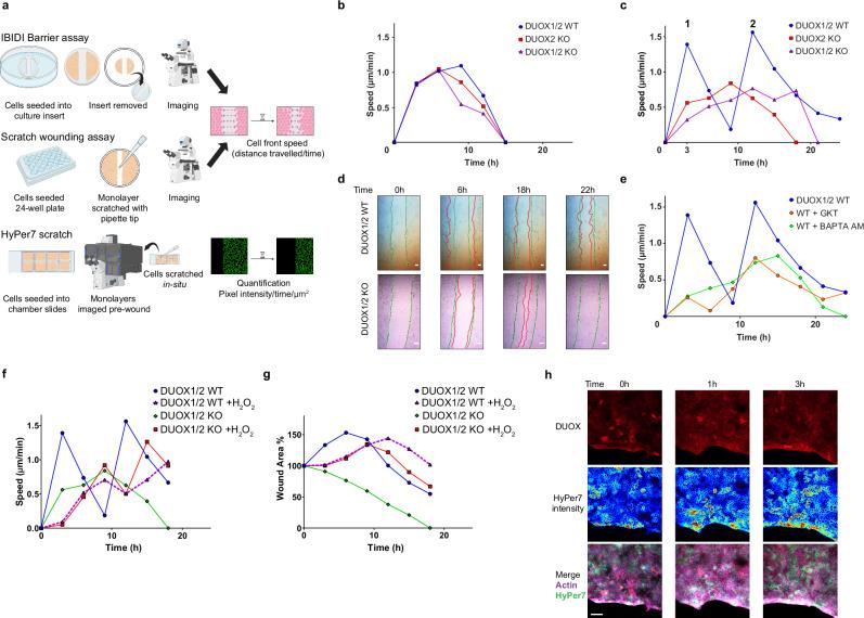 https://cdn.ncbi.nlm.nih.gov/pmc/blobs/eac6/12297405/e2d8a3de7cd3/41467_2025_62272_Fig6_HTML.jpg