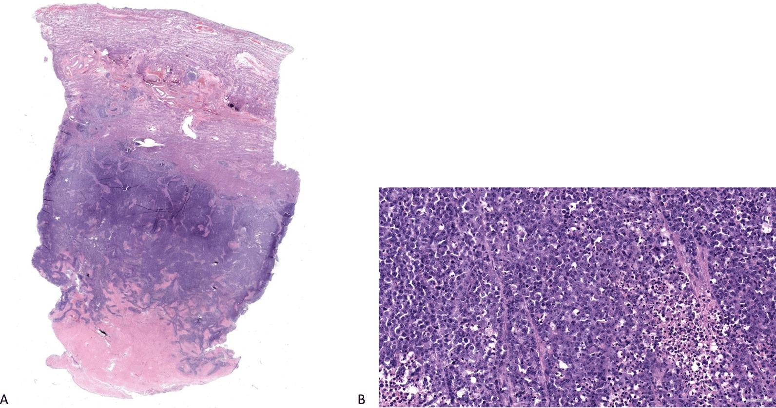 https://cdn.ncbi.nlm.nih.gov/pmc/blobs/eac7/10614416/b17af708cb9e/13256_2023_4192_Fig1_HTML.jpg