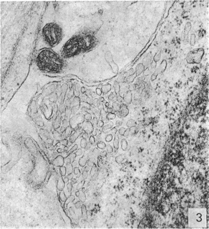 https://cdn.ncbi.nlm.nih.gov/pmc/blobs/eac7/1232966/90dc3c8d1a2c/janat00241-0124-c.jpg