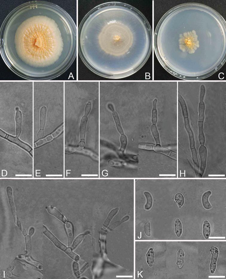 https://cdn.ncbi.nlm.nih.gov/pmc/blobs/eaca/6488551/0d638f9c8838/mycokeys-51-055-g002.jpg