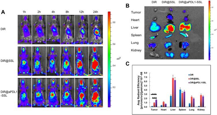 https://cdn.ncbi.nlm.nih.gov/pmc/blobs/eace/7082626/c968c73a96c7/IJN-15-1677-g0005.jpg