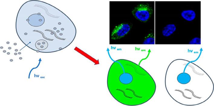 https://cdn.ncbi.nlm.nih.gov/pmc/blobs/ead0/11300426/099fdb7d0eed/11671_2024_4069_Fig7_HTML.jpg