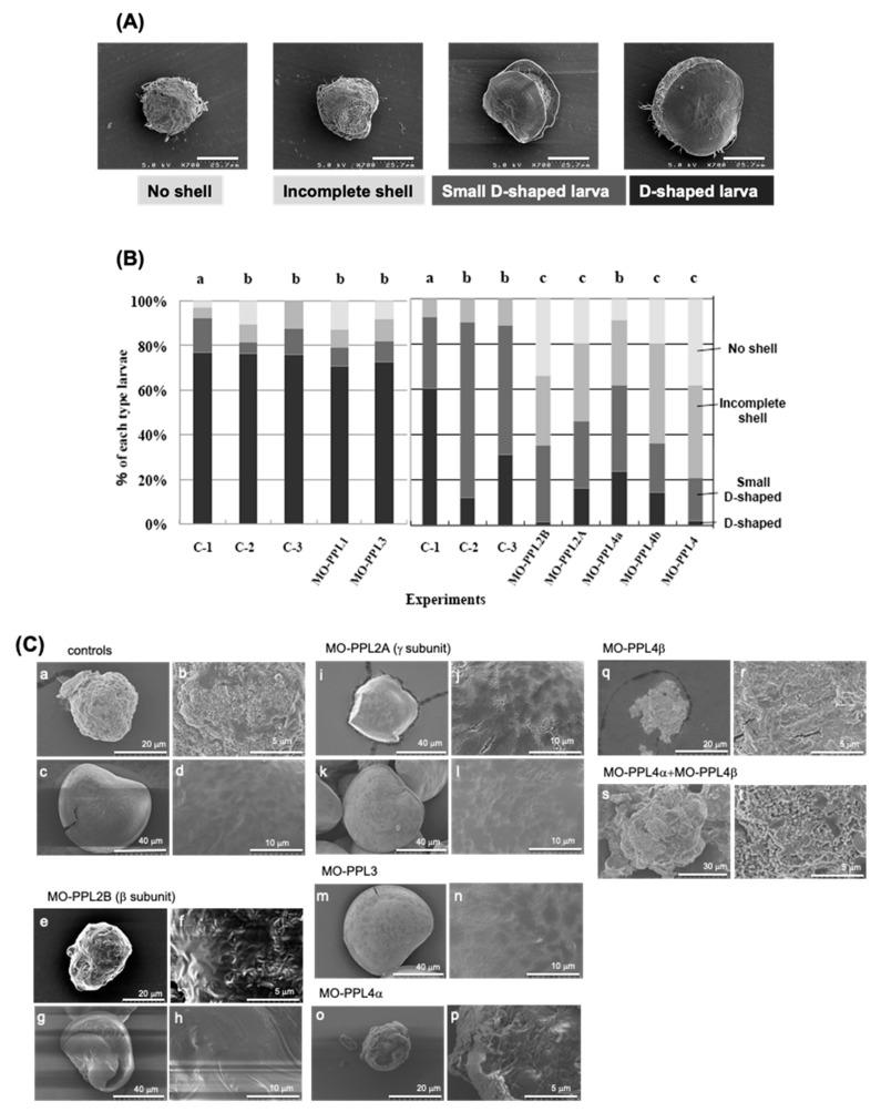 https://cdn.ncbi.nlm.nih.gov/pmc/blobs/ead0/7865697/87da0031cb53/ijms-22-01081-g001.jpg