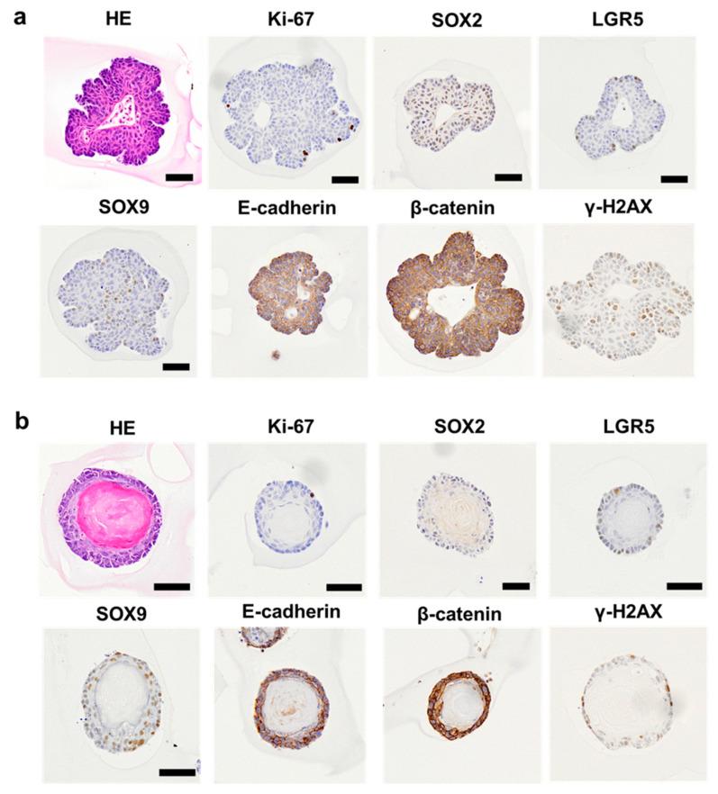 https://cdn.ncbi.nlm.nih.gov/pmc/blobs/ead2/11640979/3a9b7432b2da/ijms-25-12706-g005.jpg