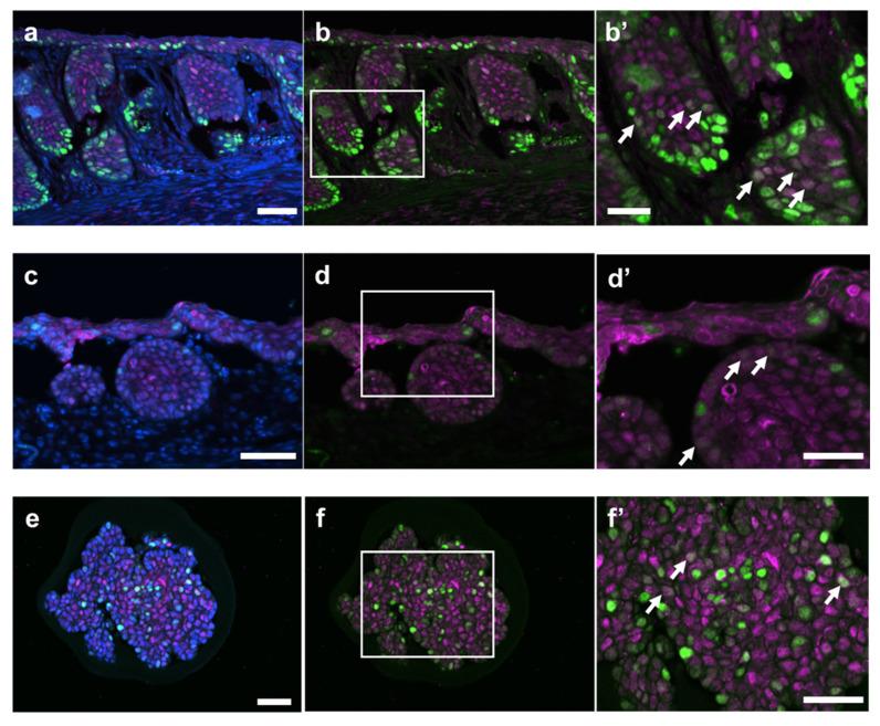 https://cdn.ncbi.nlm.nih.gov/pmc/blobs/ead2/11640979/40ca7def1229/ijms-25-12706-g006.jpg