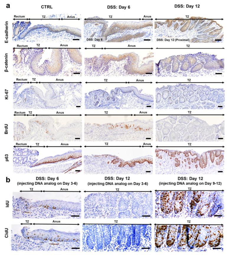 https://cdn.ncbi.nlm.nih.gov/pmc/blobs/ead2/11640979/41b93e3369de/ijms-25-12706-g002.jpg