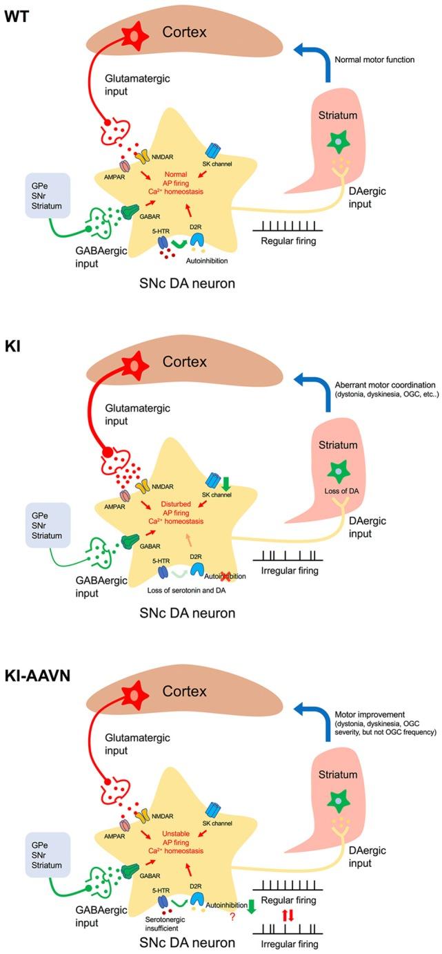 https://cdn.ncbi.nlm.nih.gov/pmc/blobs/ead2/6365702/071eda7d17c0/fncel-13-00009-g0006.jpg