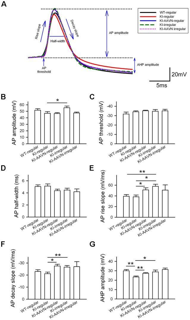 https://cdn.ncbi.nlm.nih.gov/pmc/blobs/ead2/6365702/1da08ddf3a0a/fncel-13-00009-g0004.jpg