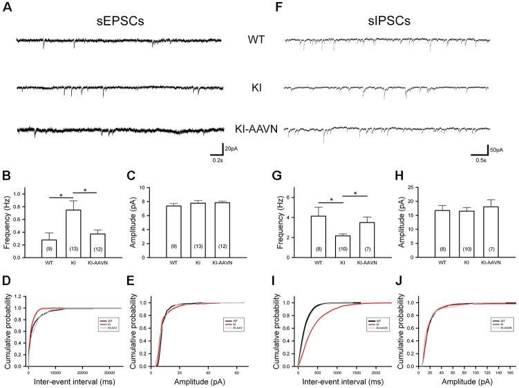 https://cdn.ncbi.nlm.nih.gov/pmc/blobs/ead2/6365702/6dcc55087a7a/fncel-13-00009-g0005.jpg