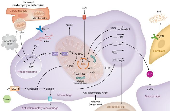 https://cdn.ncbi.nlm.nih.gov/pmc/blobs/ead4/10503791/74468080294a/jci-133-171953-g031.jpg