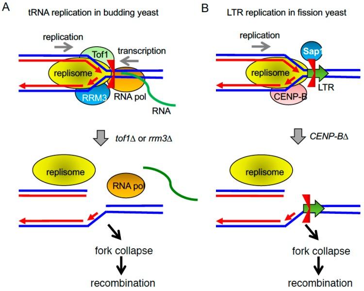 https://cdn.ncbi.nlm.nih.gov/pmc/blobs/ead4/5368702/1a49b2d9fef9/genes-08-00098-g004.jpg