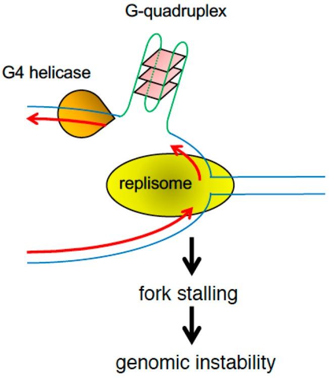 https://cdn.ncbi.nlm.nih.gov/pmc/blobs/ead4/5368702/3bc66801e7ce/genes-08-00098-g006.jpg