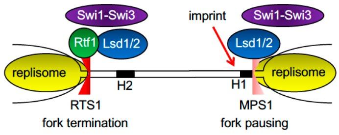 https://cdn.ncbi.nlm.nih.gov/pmc/blobs/ead4/5368702/74e9f022702d/genes-08-00098-g005.jpg