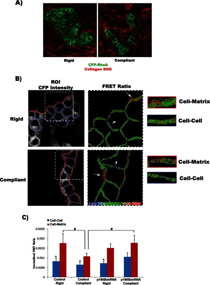 https://cdn.ncbi.nlm.nih.gov/pmc/blobs/ead5/3667722/cf7c3da38cd6/1688fig5.jpg