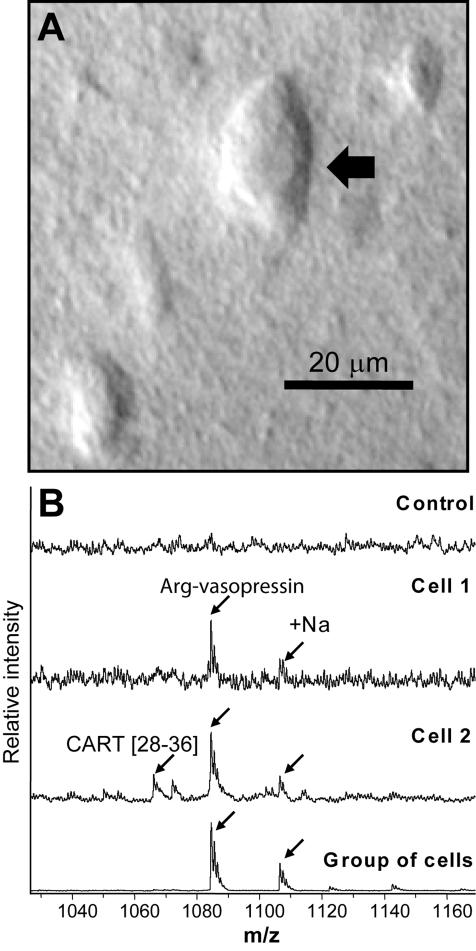 https://cdn.ncbi.nlm.nih.gov/pmc/blobs/eae3/2646869/f904ac657379/pr-2008-00394e_0002.jpg