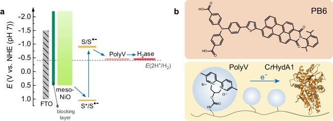 https://cdn.ncbi.nlm.nih.gov/pmc/blobs/eae8/11016092/d18830d60c25/41467_2024_47517_Fig1_HTML.jpg