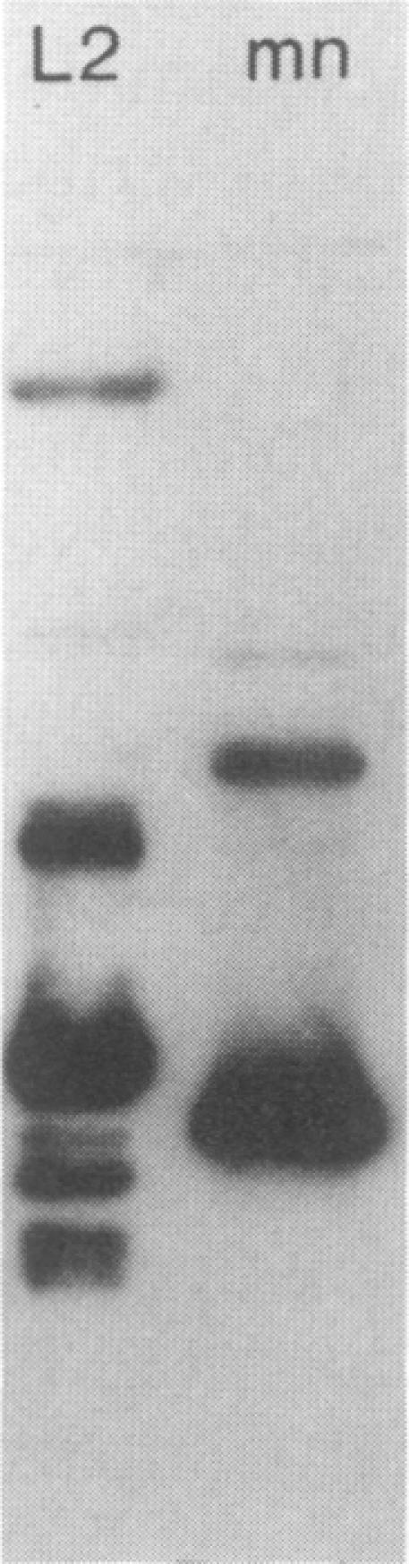 https://cdn.ncbi.nlm.nih.gov/pmc/blobs/eae8/259462/28f6d30c84b3/iai00079-0016-b.jpg