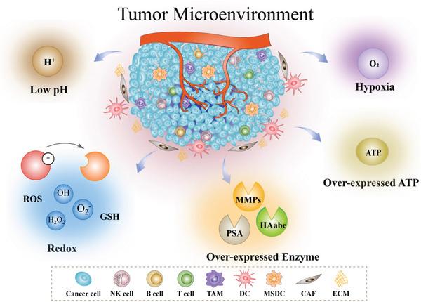 https://cdn.ncbi.nlm.nih.gov/pmc/blobs/eae9/8728817/8befcb0c4593/ADVS-9-2103836-g007.jpg