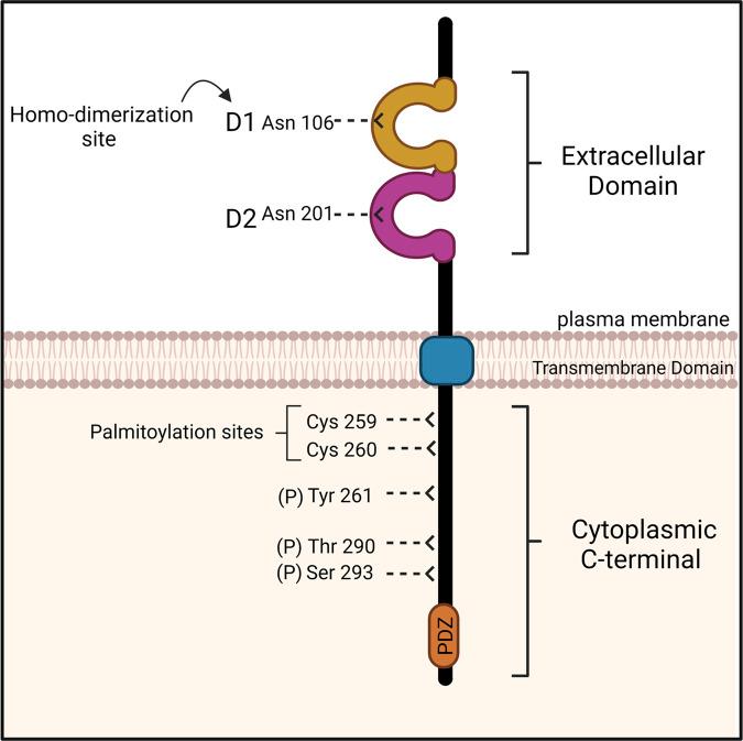 https://cdn.ncbi.nlm.nih.gov/pmc/blobs/eaea/10317182/afbbe258db8d/BST-51-1143-g0001.jpg